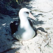 Laysan Albatross
